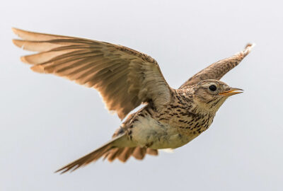 Der Vogel des Jahres 2022 ist ein Meistersänger. Er trägt sein Lied im Singflug hoch über den Wiesen und Feldern vor. Foto: Beat Rüegger