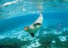 Hawaiian monk seal and a giant trevally at Kure Atoll. Credit: James Watt/NOAA