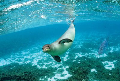 Hawaiian monk seal and a giant trevally at Kure Atoll. Credit: James Watt/NOAA