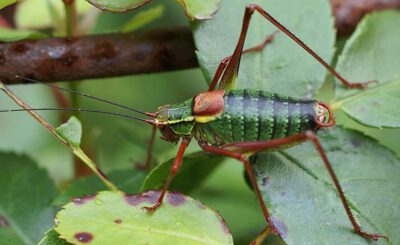 Barbitistes serricauda (Laubholz Säbelschrecke)