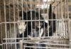 Son La Province, Vietnam | 2021 12 11 | Rescue of Bear Tu Do from Le Van Quyen's bile bear farm in Son La Province, Vietnam. © Hoang Le I FOUR PAWS