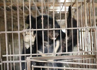 Son La Province, Vietnam | 2021 12 11 | Rescue of Bear Tu Do from Le Van Quyen's bile bear farm in Son La Province, Vietnam. © Hoang Le I FOUR PAWS