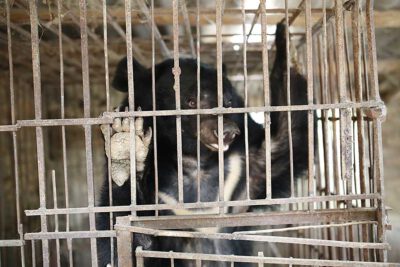 Son La Province, Vietnam | 2021 12 11 | Rescue of Bear Tu Do from Le Van Quyen's bile bear farm in Son La Province, Vietnam. © Hoang Le I FOUR PAWS