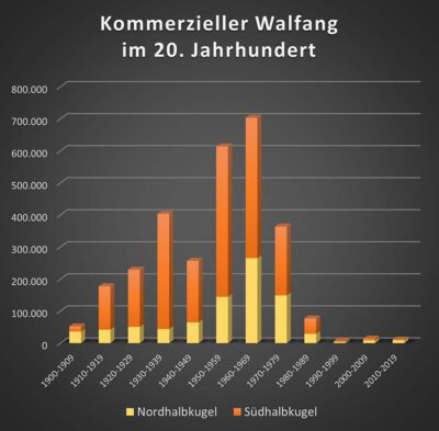 Industrieller Walfang seit 1900 (nach Rocha et al. 2014; Pro Wildlife 2021)