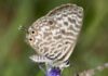 Lang's short-tailed blue (Common zebra blue) / Kleiner Wanderbläuling © Katya, Moscow