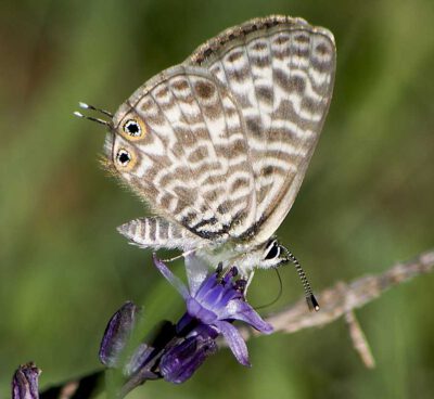 Lang's short-tailed blue (Common zebra blue) / Kleiner Wanderbläuling © Katya, Moscow