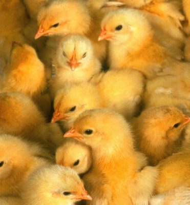 Ende des Kükentötens: PROVIEH fordert Zweinutzungshuhn statt Zwischenlösungen 1 Küken