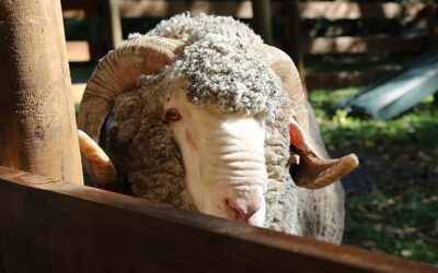 Mulesing: das Leiden der Merinolämmer 1 sheep g9fb62e487 1280 900