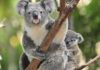 Koalas