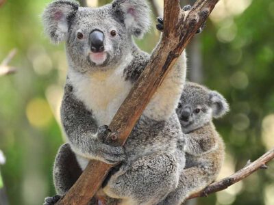 Koalas