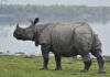 Indian rhinoceros as seen at the Kaziranga National Park in Assam © Anuwar ali hazarika