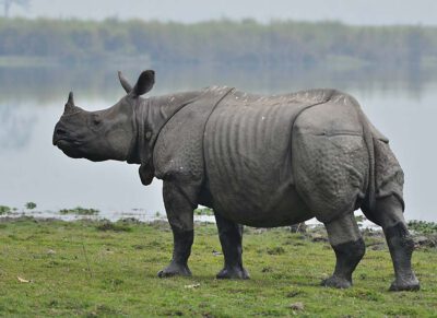 Indian rhinoceros as seen at the Kaziranga National Park in Assam © Anuwar ali hazarika