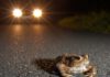 Erdkröte vor Auto © Jonathan Fieber / NABU
