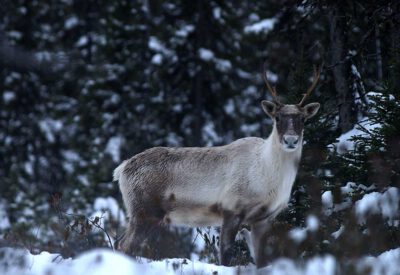 Caribou