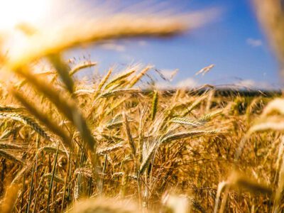 Nahrungsmittelkrise durch Ukraine-Krieg erfordert Handeln auf der Nachfrageseite: weniger Tierprodukte, weniger Verschwendung und eine grünere EU-Agrarpolitik 1 raphael rychetsky li9JfUHQfOY unsplash 900