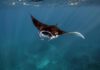 Manta Ray Swimming in Indonesia Credit: Anett Szaszi / Ocean Image Bank