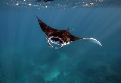 Manta Ray Swimming in Indonesia Credit: Anett Szaszi / Ocean Image Bank