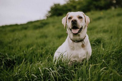 mitchell orr 1Y4LupdrDZk unsplash 1000