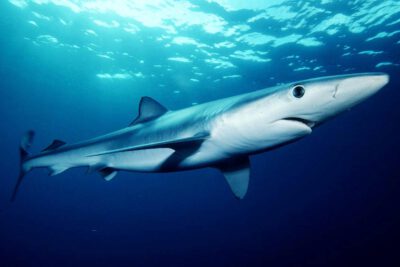 IFAW fordert besseren Schutz für Haie von der EU 1 Ein Blauhai (Prionace Glauca) in Südkalifornien / National Oceanic and Atmospheric Administration (Public Domain)