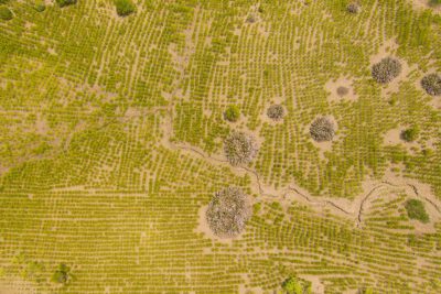 © Nick Riley / WWF Successful tree replanting in Ankazomborona, Ambaro Bay, Ambilobe, Madagascar