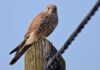 Turmfalke auf Strommast. Photo: NABU/ Olaf Titko