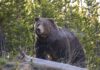 Grizzly Bear, Yellowstone National Park / Photo: NPS/Jim