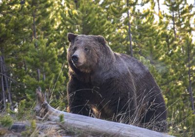 Grizzly Bear, Yellowstone National Park / Photo: NPS/Jim