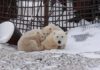 Photo: Dick Beck / Polar Bears International