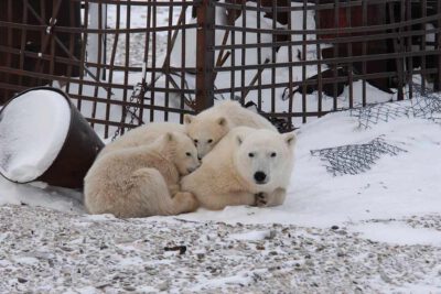 Photo: Dick Beck / Polar Bears International