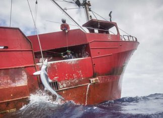 Investigating the Catching of a Shark in North Atlantic. Greenpeace ship Esperanza is investigating the overfishing of sharks in the North Atlantic ocean on transit to the Azores. © Kajsa Sjölander / Greenpeace