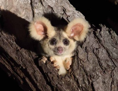 Greater Glider © Josh Bowell