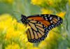The migratory monarch butterfly (Danaus plexippus plexippus) has entered the IUCN Red List as Endangered. Photo: Joe Schelling