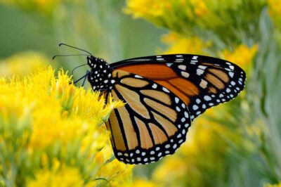 The migratory monarch butterfly (Danaus plexippus plexippus) has entered the IUCN Red List as Endangered. Photo: Joe Schelling