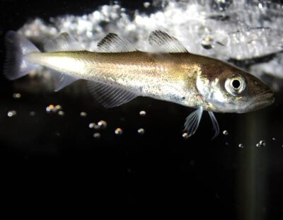 Der Polardorsch Boreogadus saida in der Arktis (Foto: Hauke Flores)