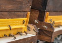 Bees are exposed to a mixture of pesticides. Uni Halle / Markus Scholz