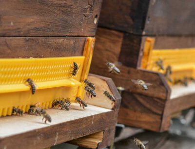 Bees are exposed to a mixture of pesticides. Uni Halle / Markus Scholz