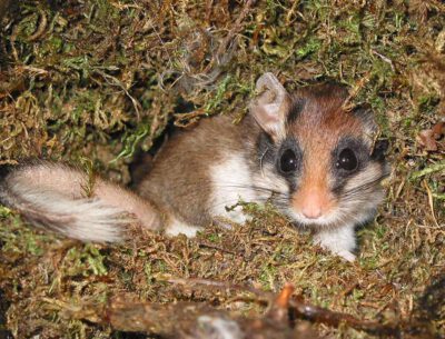 Gefahr im Winterschlaf – Überlebensstrategie wird zum Risiko für Gartenschläfer 1 Gartenschläfer Photo: Rudi Leitl