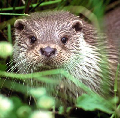 European Otter at the Otter Centre, Hankensbüttel, Germany @ Mark Ehlers (CC BY-SA 2.0)