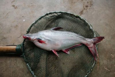 Pangasius, also known as Asian catfish. © WWF / Greg Funnell