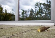 Millionen von Vögeln kommen allein in der Schweiz jedes Jahr um, weil sie mit Glas kollidieren. Foto © Archiv Schweizerische Vogelwarte