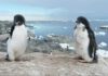 A decline in fledging survival during their first winter has exacerbated the speed of decline in the population of Adélie penguins off the Mawson coast. Fledglings have no parental supervision when they first enter the Southern Ocean. Photo: Louise Emmerson