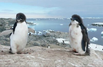 A decline in fledging survival during their first winter has exacerbated the speed of decline in the population of Adélie penguins off the Mawson coast. Fledglings have no parental supervision when they first enter the Southern Ocean. Photo: Louise Emmerson