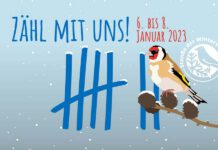 Vom 6. bis 8. Januar 2023 zählt Bayern für eine Stunde lang die Vögel in Parks, Gärten und den Futterstellen.
