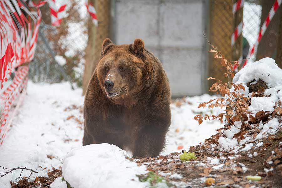 Arbesbach, Austria - Bear Mark, the last restaurant bear of Albania finally arrived at BEAR SANCTUARY Arbesbach in Austria. © FOUR PAWS