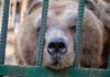 Tirana, Albania - Bear Mark in his cage, it is the first time visiting Bear Mark before his rescue and transport to BEAR SANCTUARY Arbesbach, Austria. © FOUR PAWS