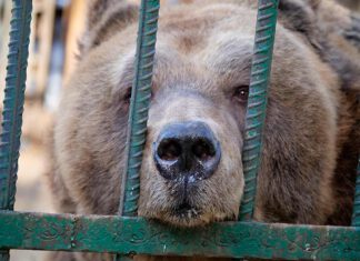 Tirana, Albania - Bear Mark in his cage, it is the first time visiting Bear Mark before his rescue and transport to BEAR SANCTUARY Arbesbach, Austria. © FOUR PAWS