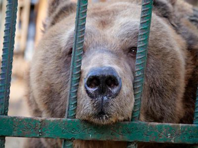 Tirana, Albania - Bear Mark in his cage, it is the first time visiting Bear Mark before his rescue and transport to BEAR SANCTUARY Arbesbach, Austria. © FOUR PAWS