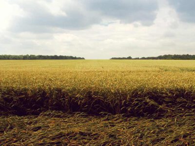 Anbaufläche für Agrosprit könnte Kalorienbedarf von 35 Mio. Menschen decken 1 Photo: pxhere.com