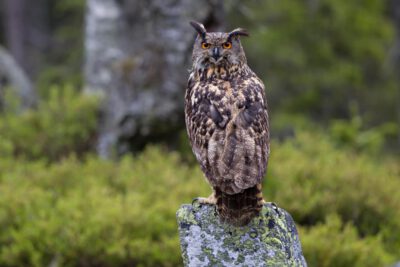 Der Uhu ist in Bayern eine streng geschützte Art. © Marcus Bosch