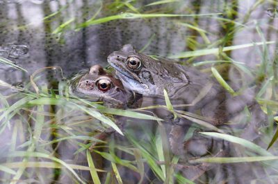 Auch beim Grasfrosch geht der Bestand zurück. Quelle: Michael Waitzmann.